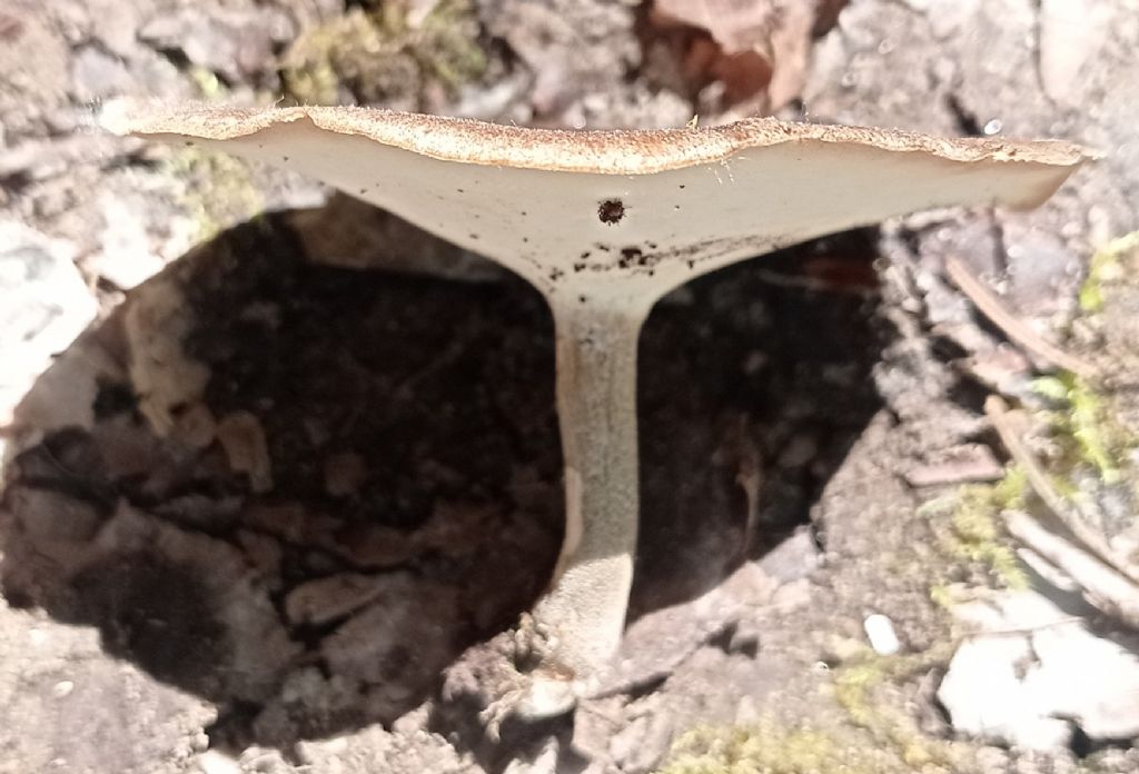 forse: Lentinus substrictus